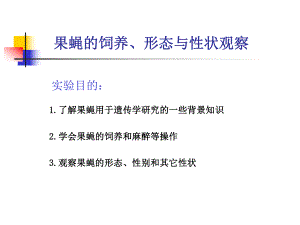 1果蝇的饲养与性状观察课件.ppt