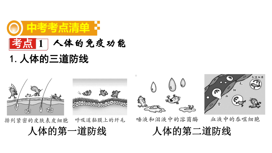 中考生物复习：免疫与健康及人在生物圈中的作用济南版课件.ppt_第2页