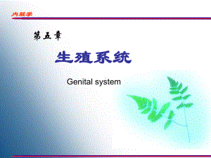 [工学]生殖系统教学课件.ppt