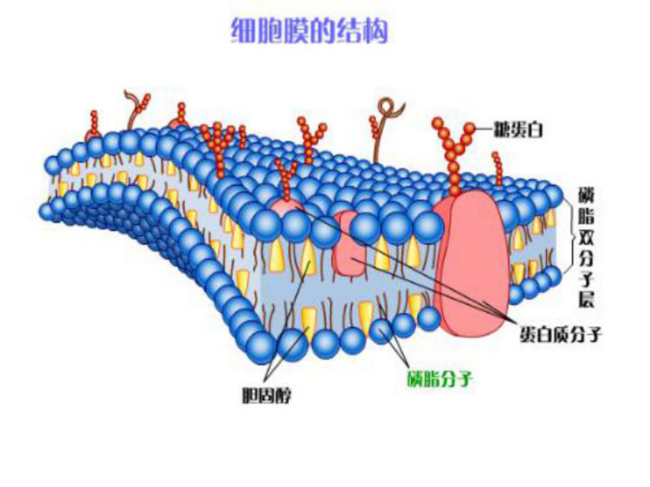 y2药物代谢动力学课件.ppt_第3页