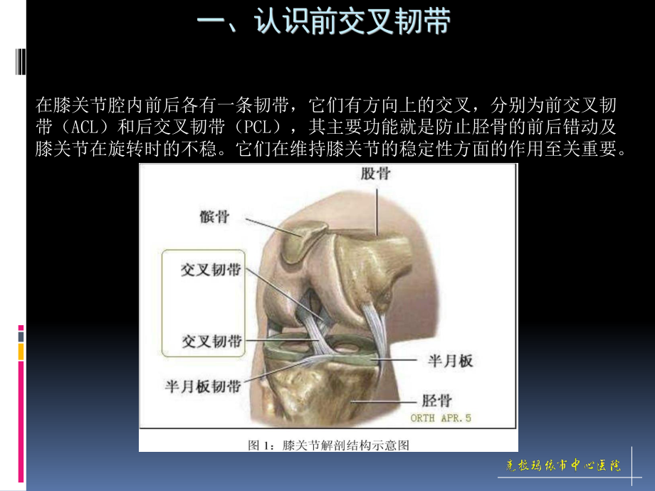 [康复护理]前交叉韧带重建术后的康复治疗课件.ppt_第2页