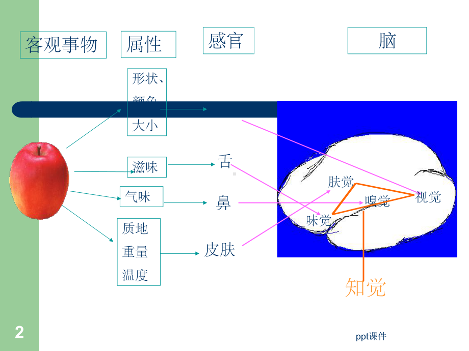 《感知觉与记忆》课件.ppt_第2页