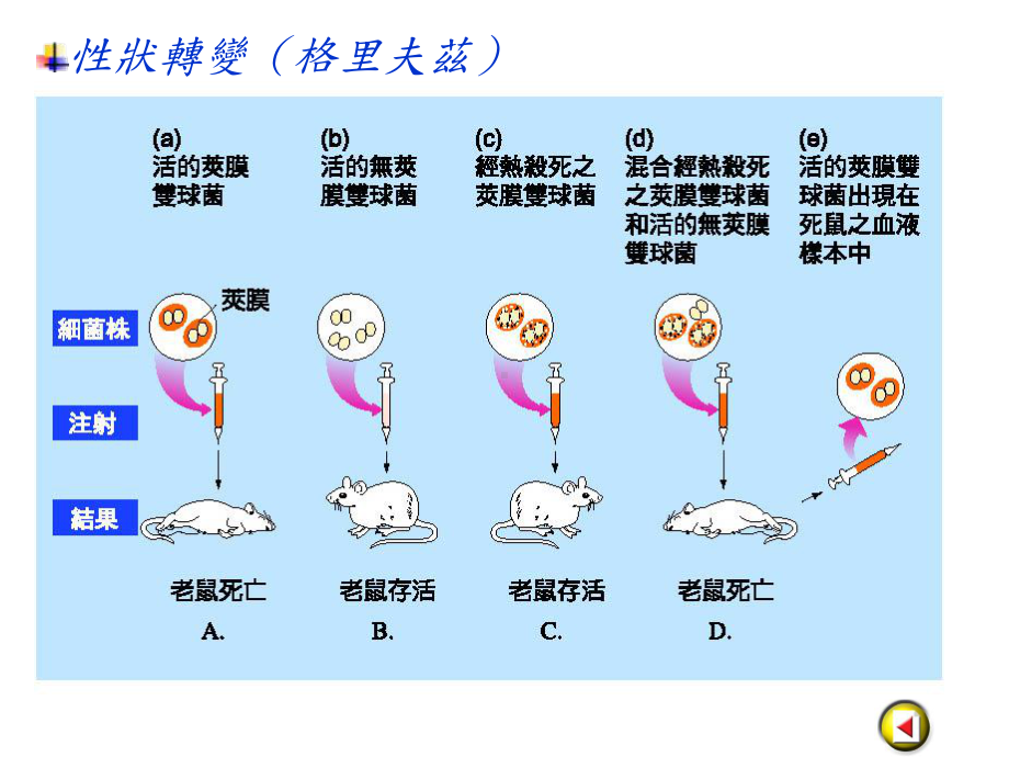 原核与真核生物转录及转译的比较课件.ppt_第3页