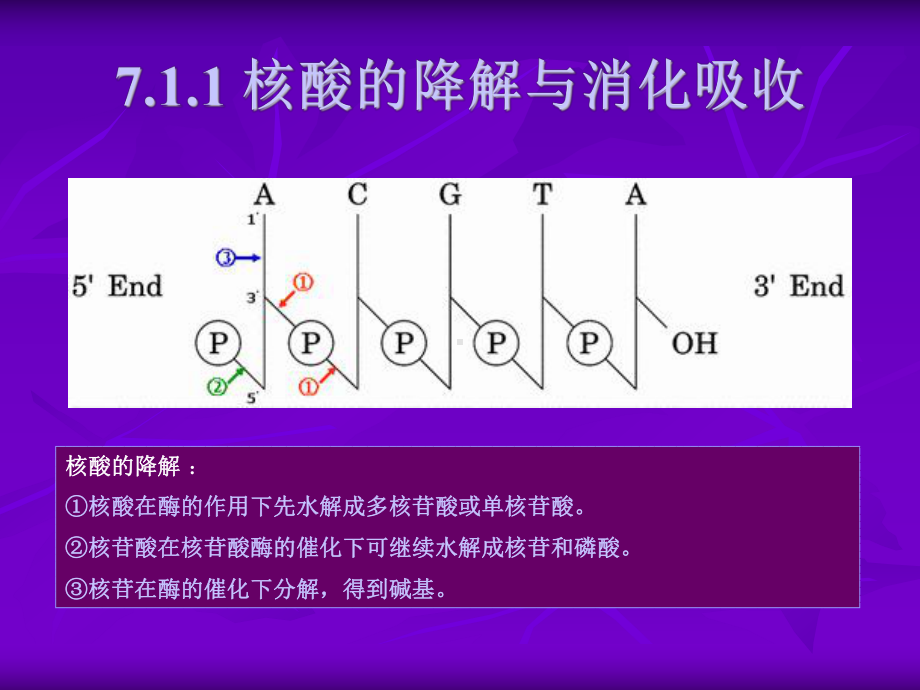 核酸代谢（）课件.ppt_第3页