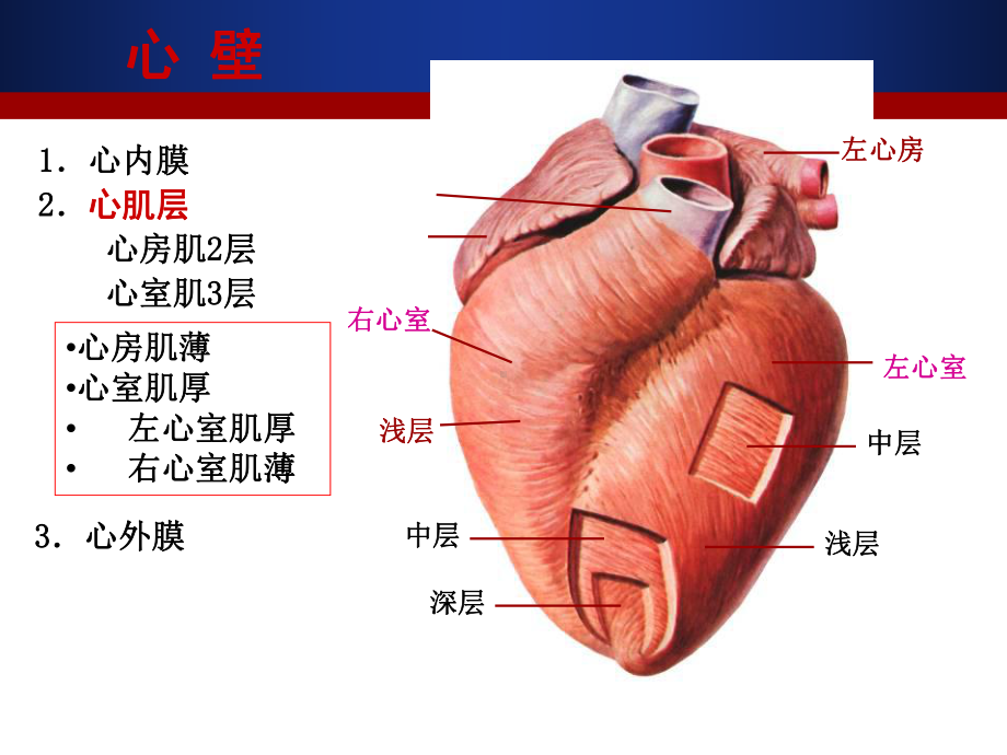 心肌病护理课件.ppt_第2页