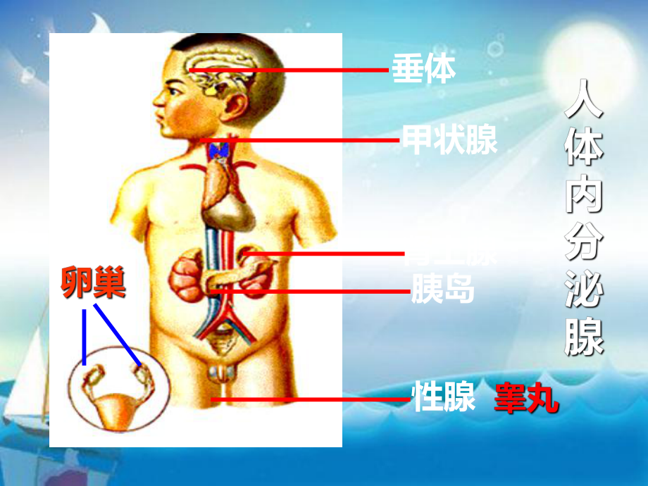 人教版教学通过激素的调节教学课件.ppt_第3页