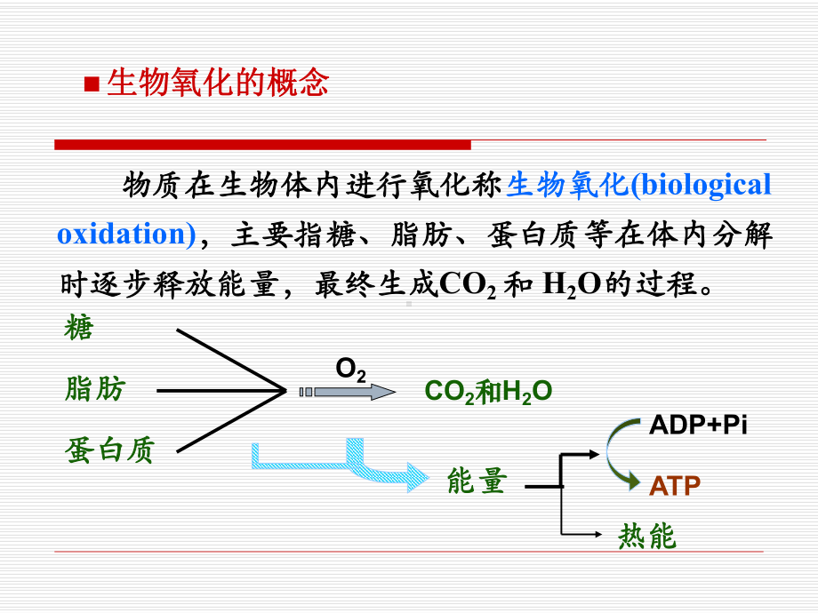 第六章生物氧化课件.ppt_第2页