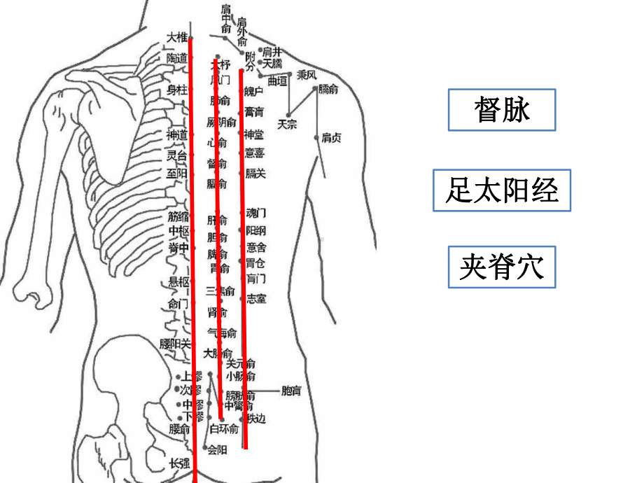 最新经络腧穴之背部经络教学文稿课件.ppt_第3页