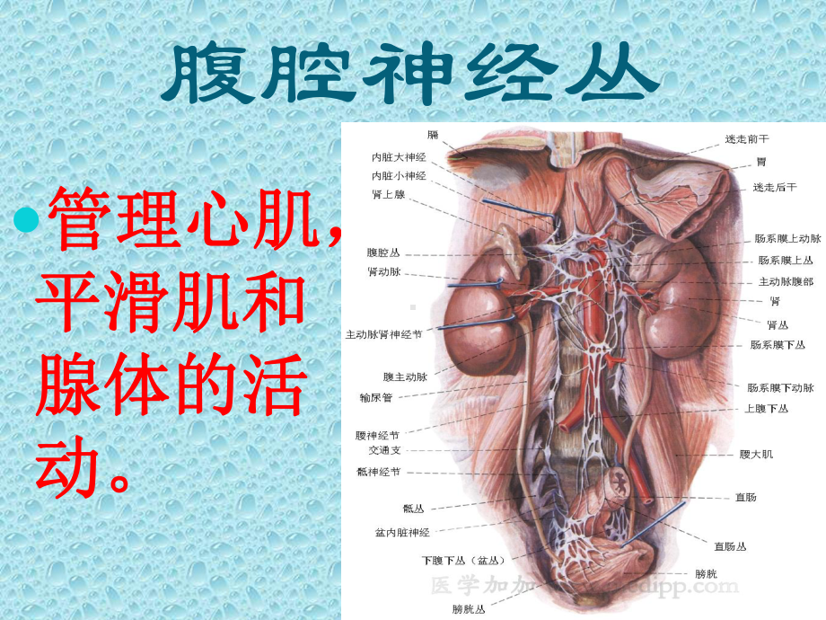 五脏六腑功能课件.ppt_第2页