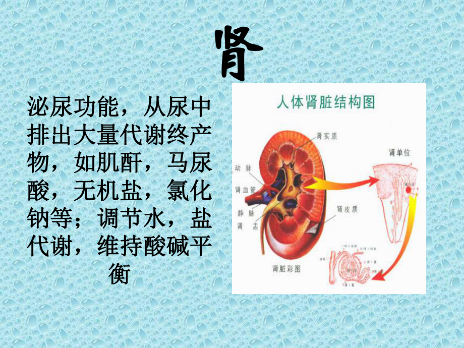 五脏六腑功能课件.ppt_第3页