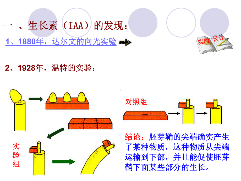 生长素的产生部位课件.ppt_第2页