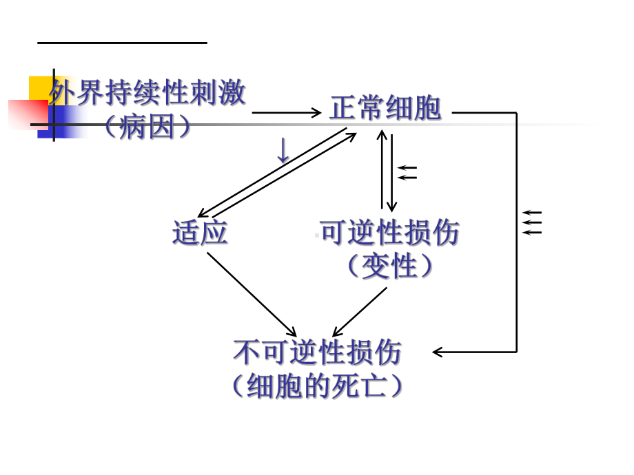 第1章细胞和组织的适应、损伤与修复课件.ppt_第2页