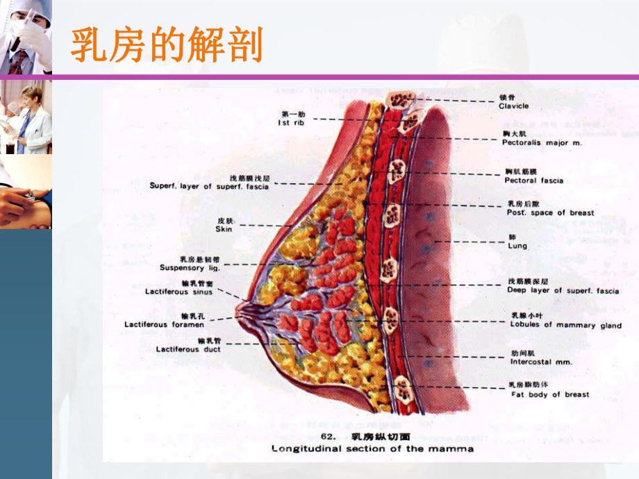 乳腺疾病基础知识课件.pptx_第3页