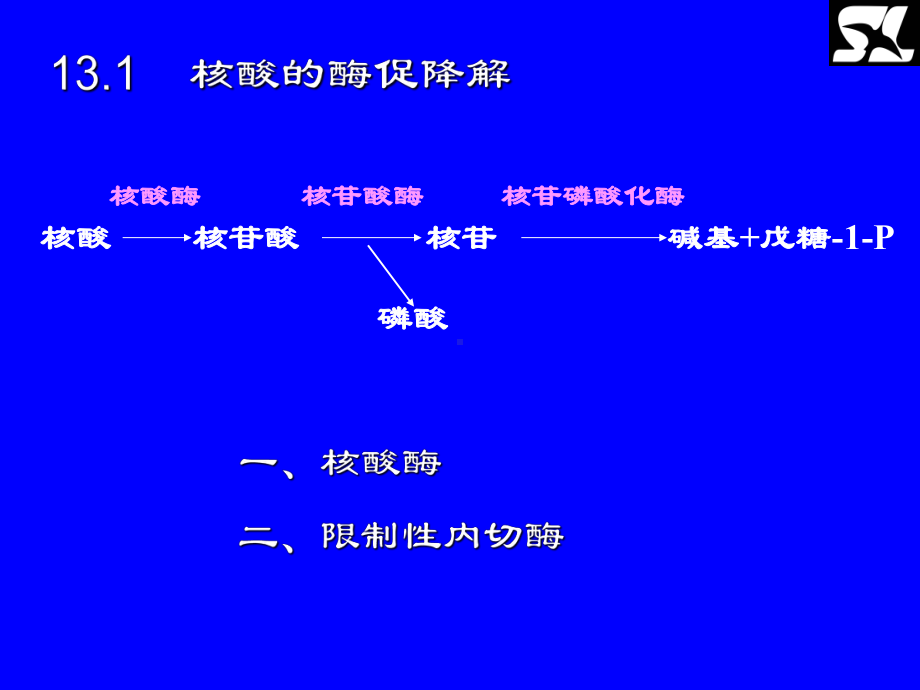 核酸的酶促降解和核苷酸代谢（）课件.ppt_第2页