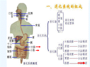 临床医学腹泻黄疸水肿课件.ppt