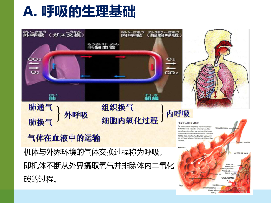 机械通气基础与840介绍课件.pptx_第3页