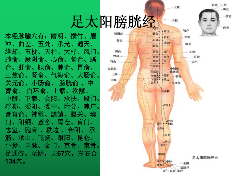 足太阳膀胱经基础医学医药卫生专业资料课件.ppt_第3页