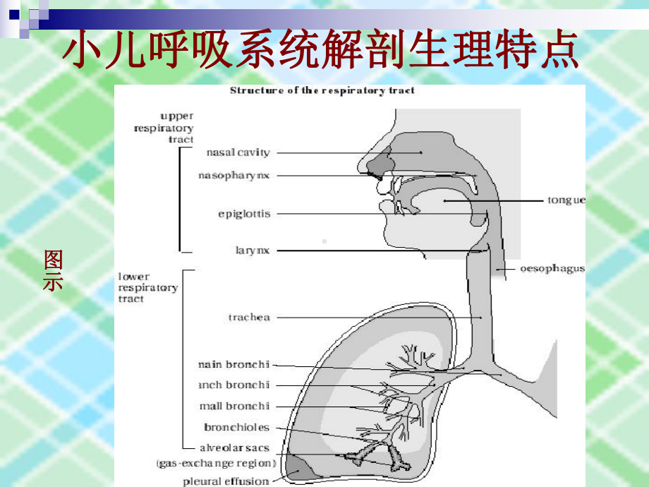 小儿呼吸道解剖与急性上呼吸道感染(AUR)《儿科学》课件.ppt_第2页