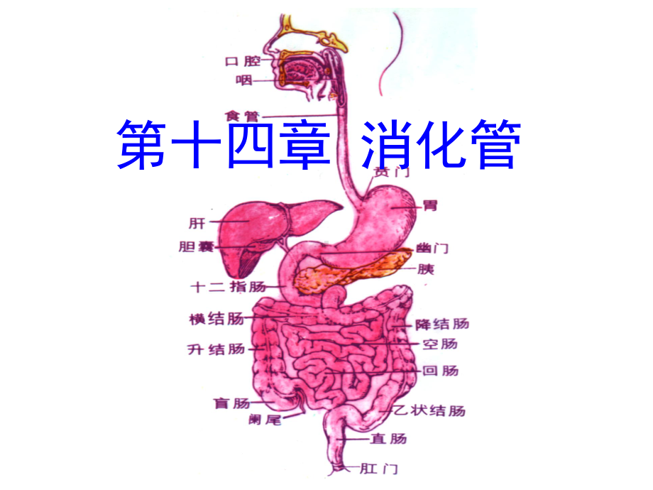 消化管(15本科)课件.ppt_第1页