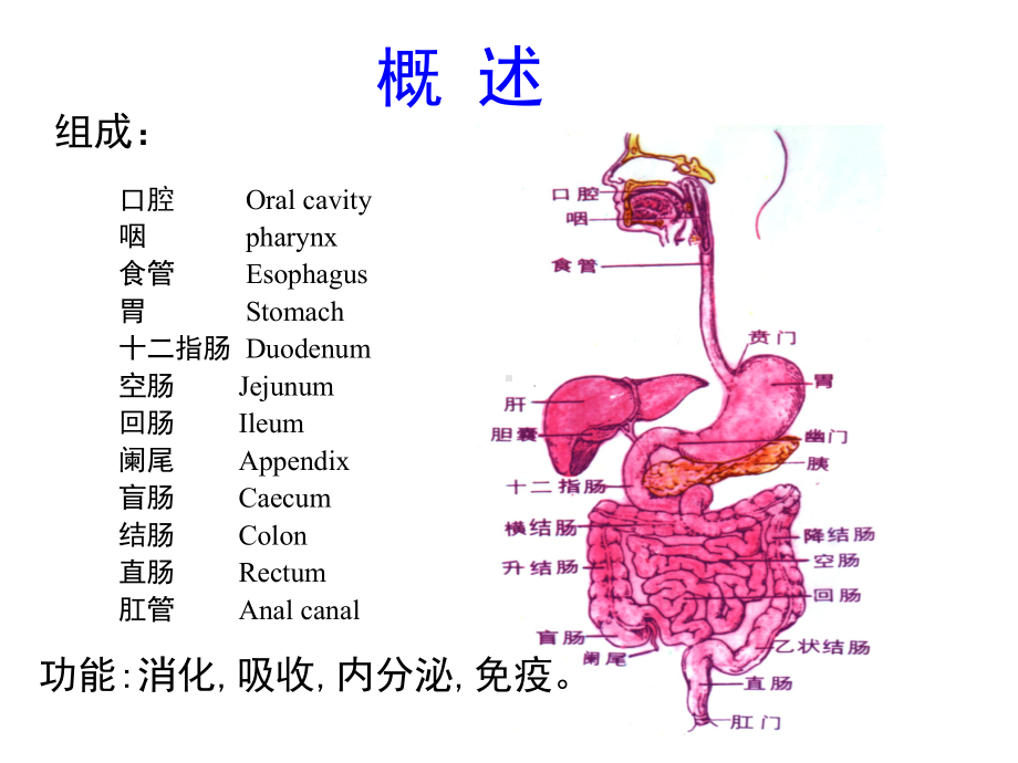 消化管(15本科)课件.ppt_第3页