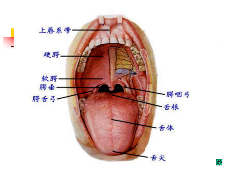 第7章口腔的应用解剖生理课件.ppt_第3页