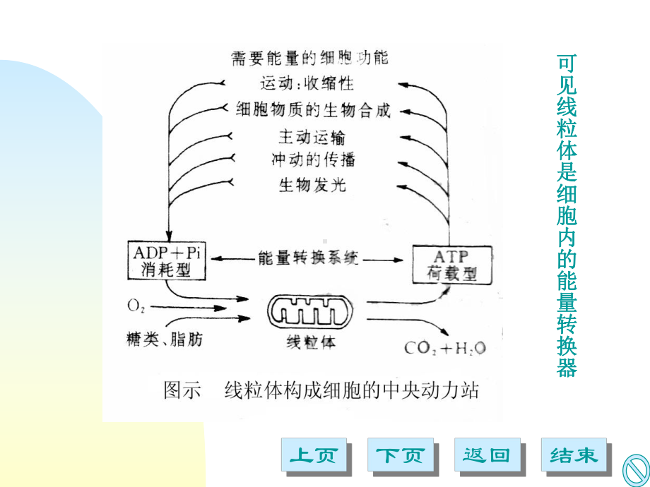 第八章细胞的能量转换课件.ppt_第2页