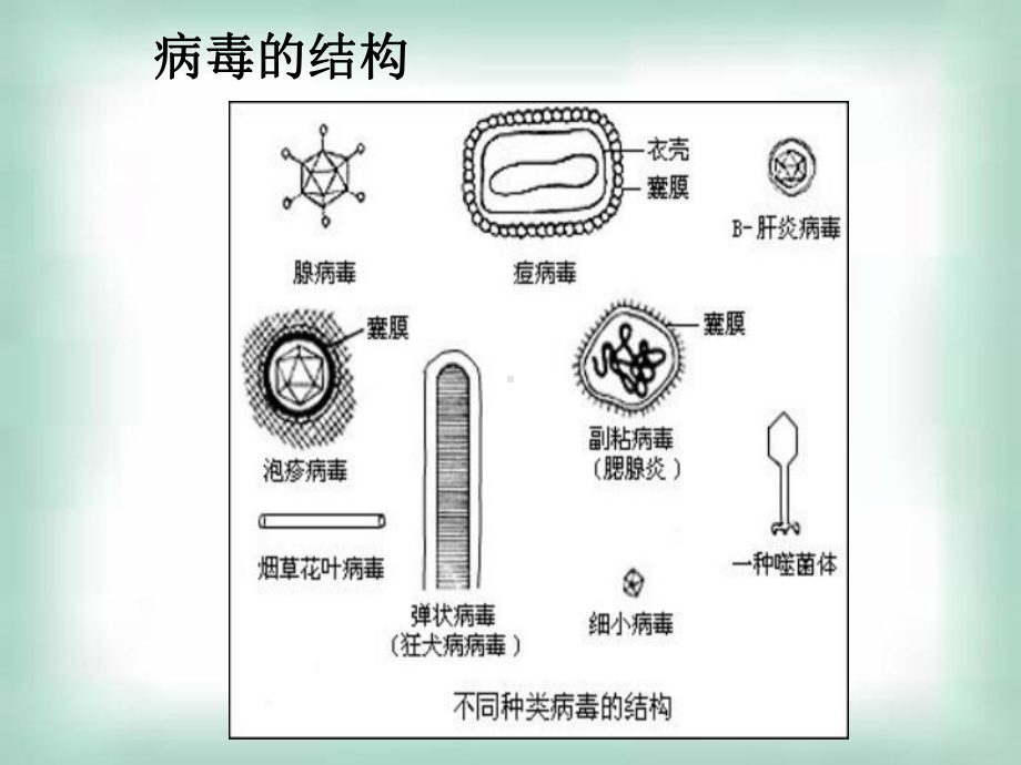 广东省2007年高二生物专题2微生物的培养与应用微生物的实验室培养课件人教版选修一.ppt_第3页