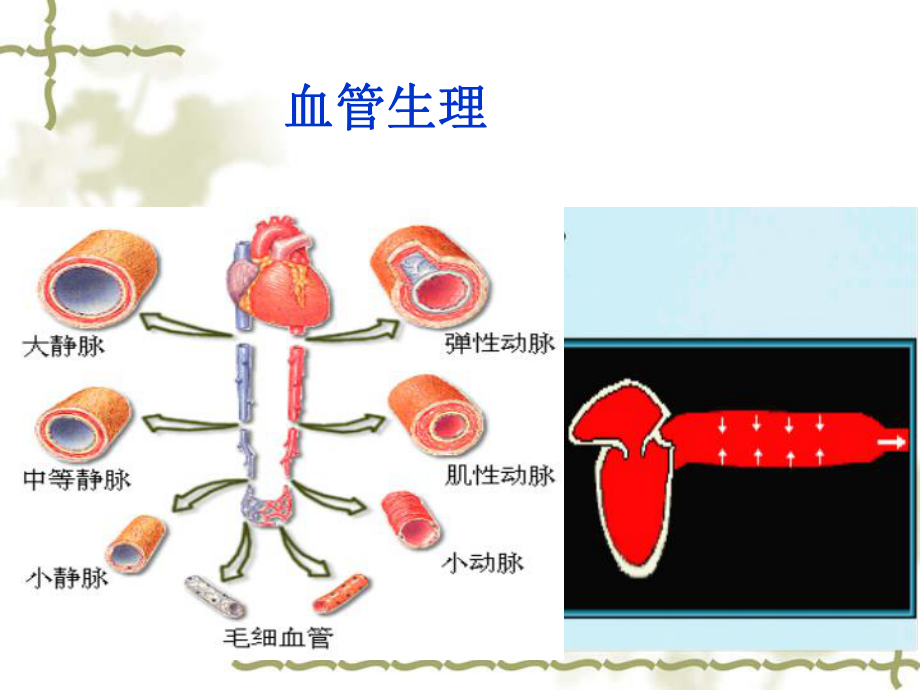 第三单元第二节血管生理功能及心血管调节课件.ppt_第1页