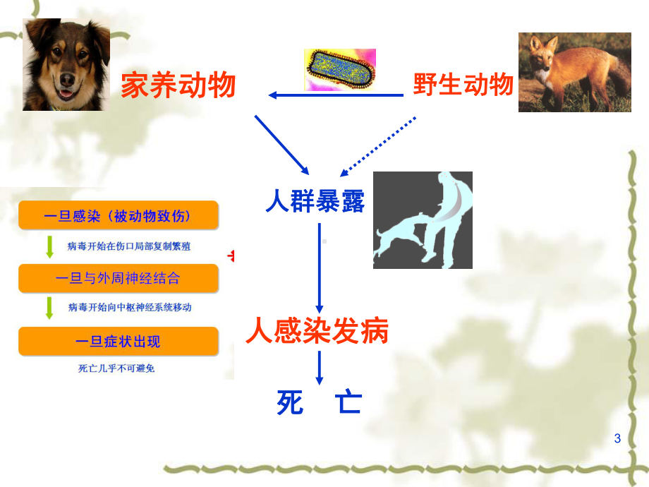 狂犬病预防暴露处置工作规范课件.ppt_第3页