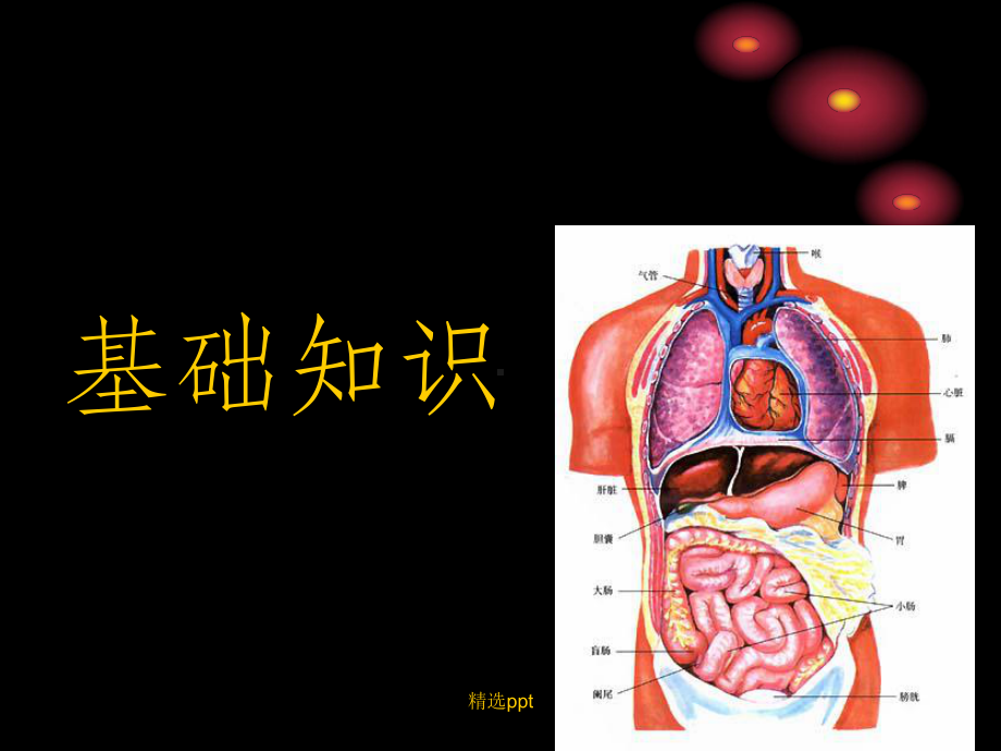 人体解剖学基础课件.ppt_第1页