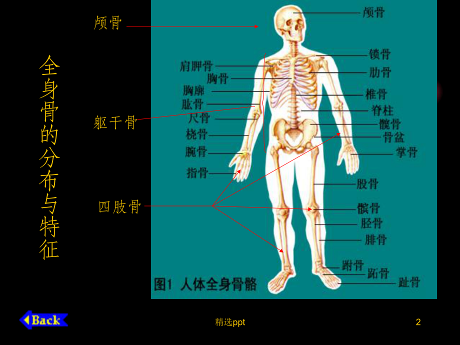 人体解剖学基础课件.ppt_第2页