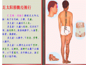 足太阳膀胱经脉循行示图（推荐）课件.ppt