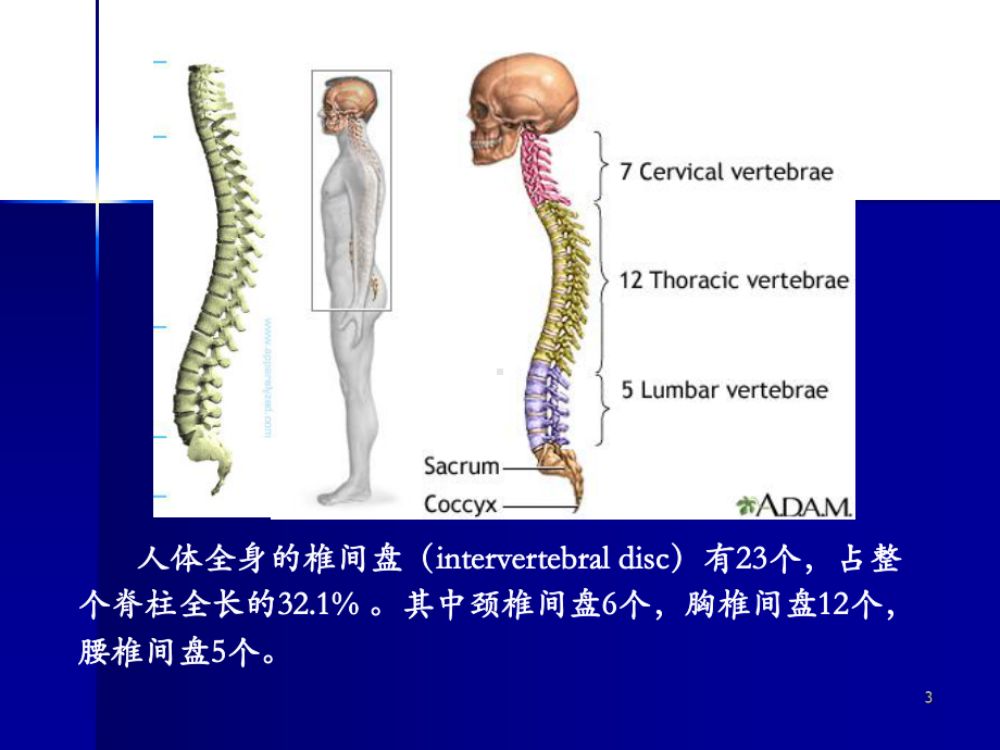 腰突症诊治新进展课件.ppt_第3页