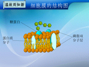 五个一物质跨膜运输方式wah课件.ppt