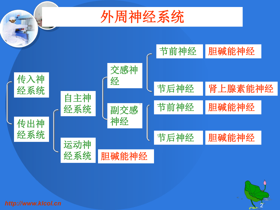 药物化学 31 32拟胆碱药和抗胆碱药课件.ppt_第2页