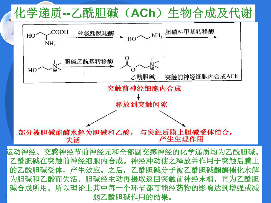 药物化学 31 32拟胆碱药和抗胆碱药课件.ppt_第3页