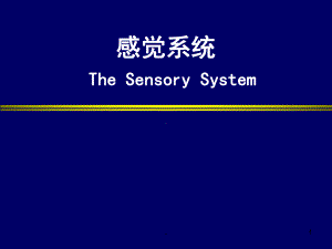 感觉系统教学课件.ppt