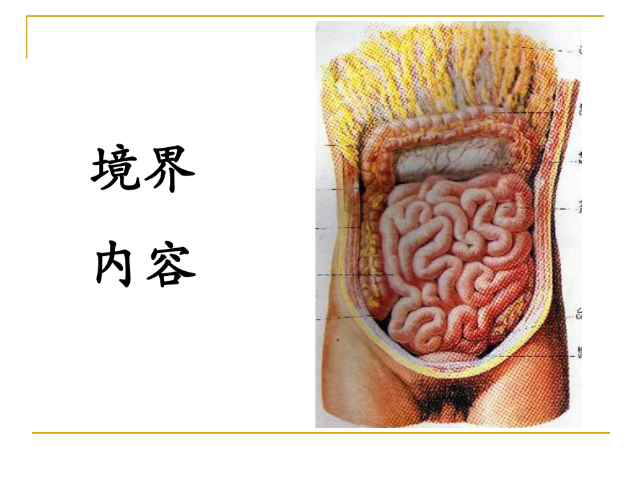 局部解剖学课件结肠下区.ppt_第2页