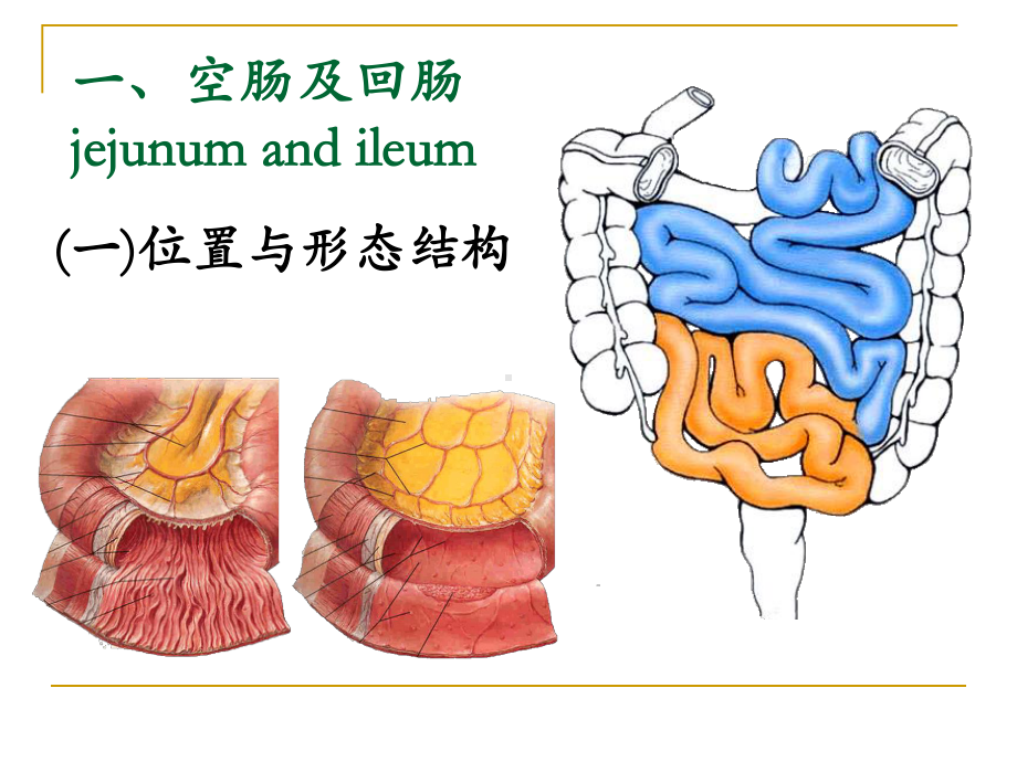 局部解剖学课件结肠下区.ppt_第3页