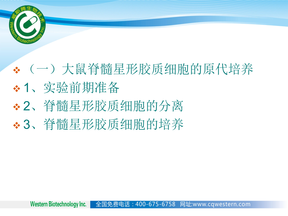 大鼠脊髓星形胶质细胞原代培养与腺病毒感染细胞-何久香课件.ppt_第3页