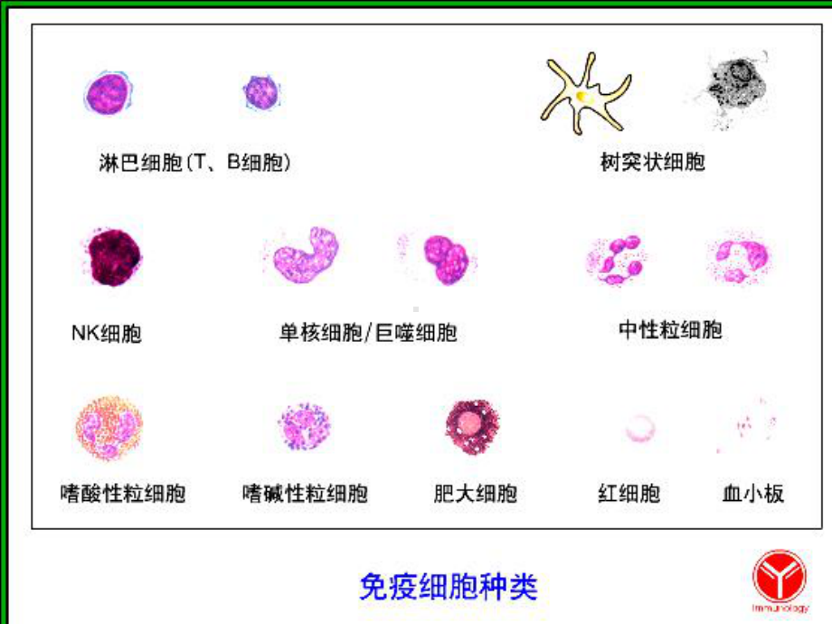 免疫组织和器官最新医学免疫学课件.ppt_第3页