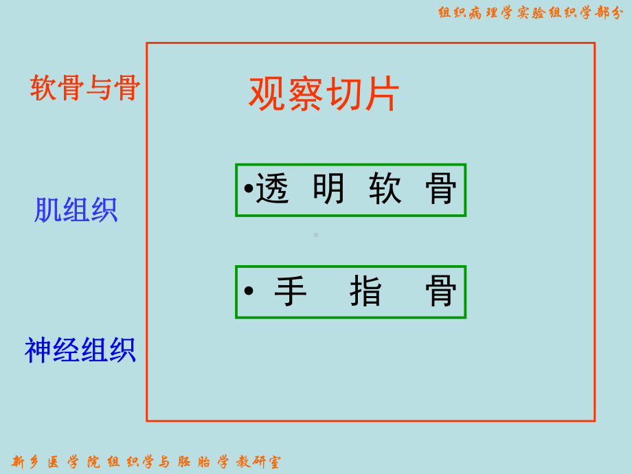 肌组织神经组织软骨与骨新乡医学院课件.ppt_第3页