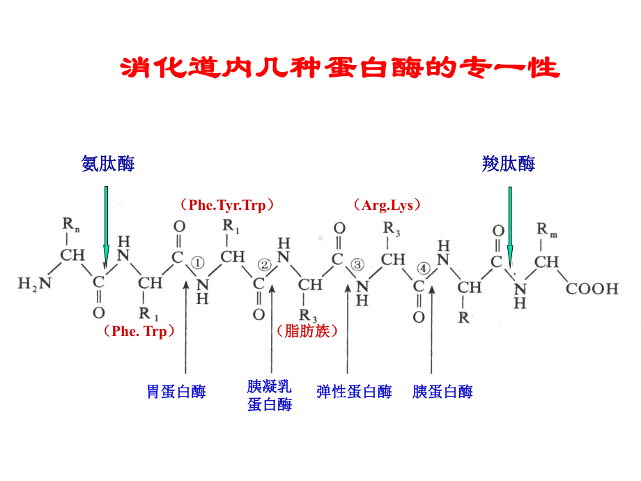 第九章蛋白质的酶促降解和氨基酸代谢课件.ppt_第3页