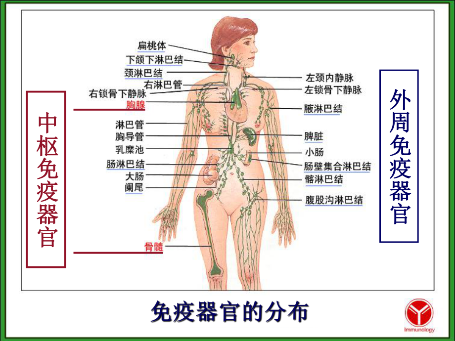 免疫学授课课件免疫组织和器官.ppt_第2页