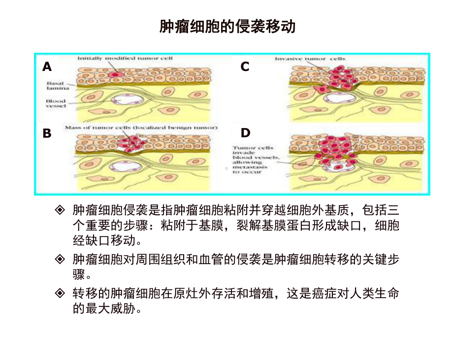 基质金属明胶酶与肿瘤的关系课件.ppt_第3页