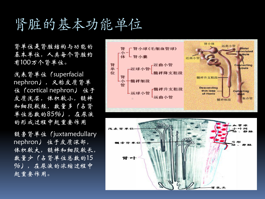 肾脏的发育过程韩飞课件.ppt_第3页