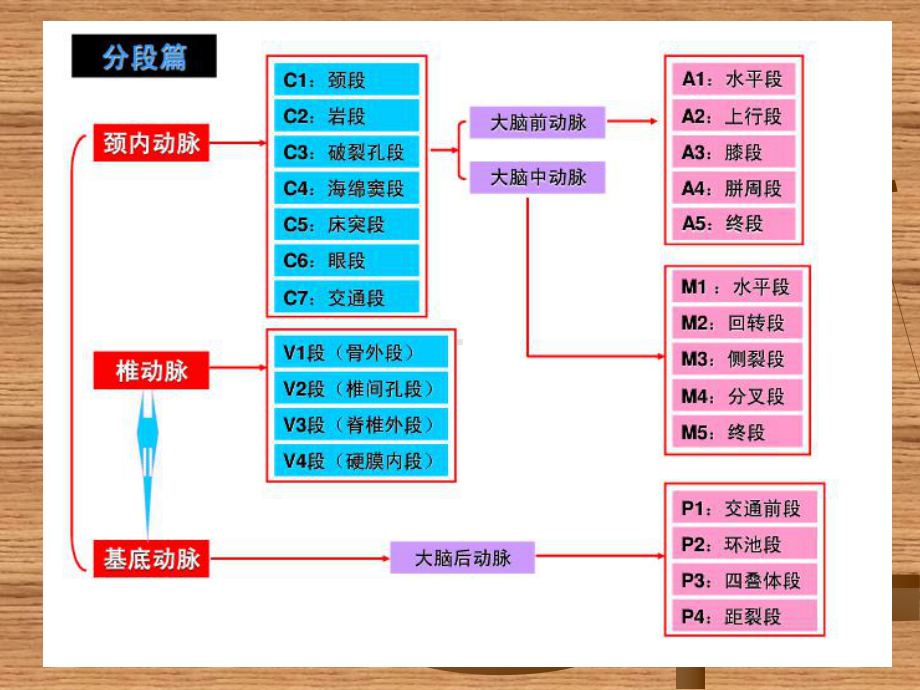 头颈血管解剖课件.ppt_第2页