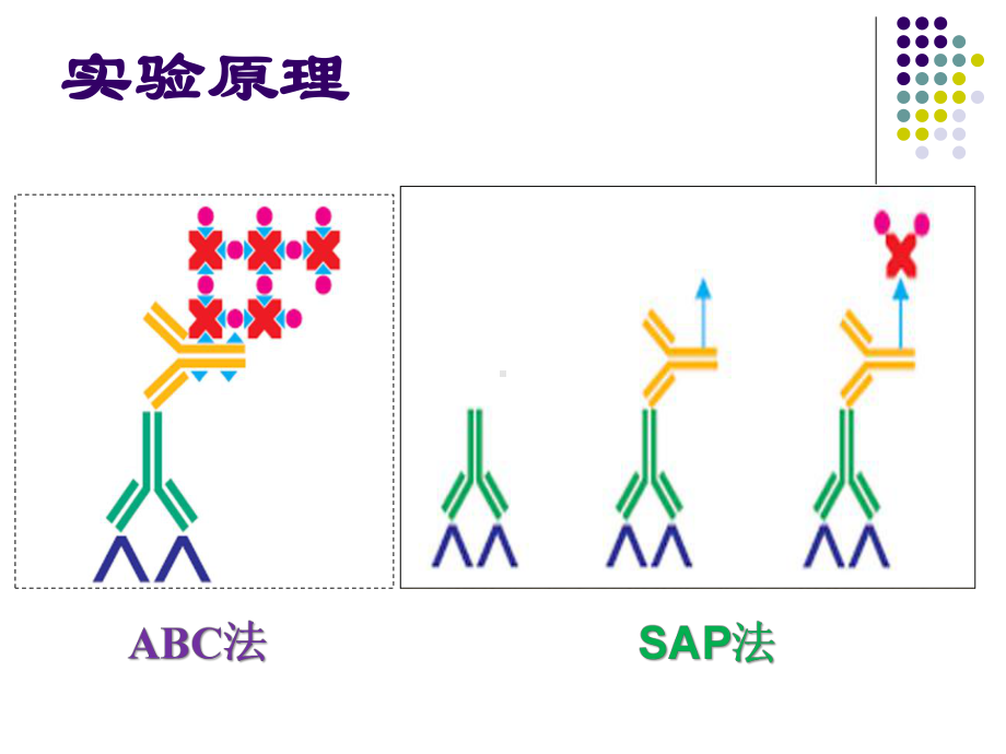 碱性磷酸酶标记的链霉亲和素生物素法(SAP法)课件.ppt_第3页