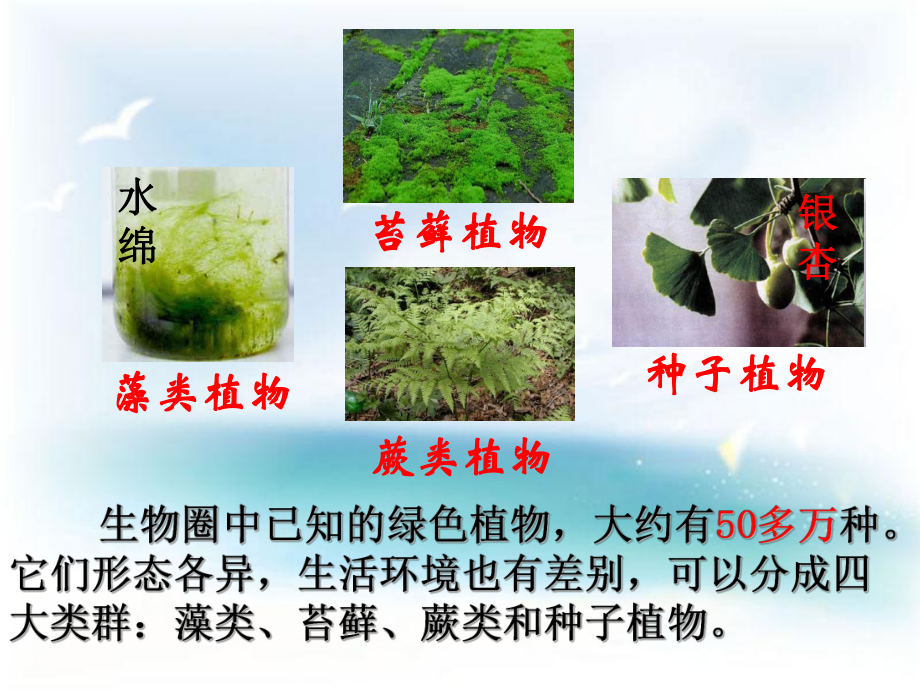 藻类苔藓蕨类和种子植物课件.ppt_第3页