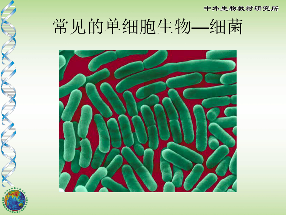 单细胞生物优秀课件苏教版.ppt_第3页